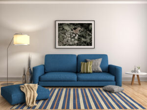 Upholstery Cleaning